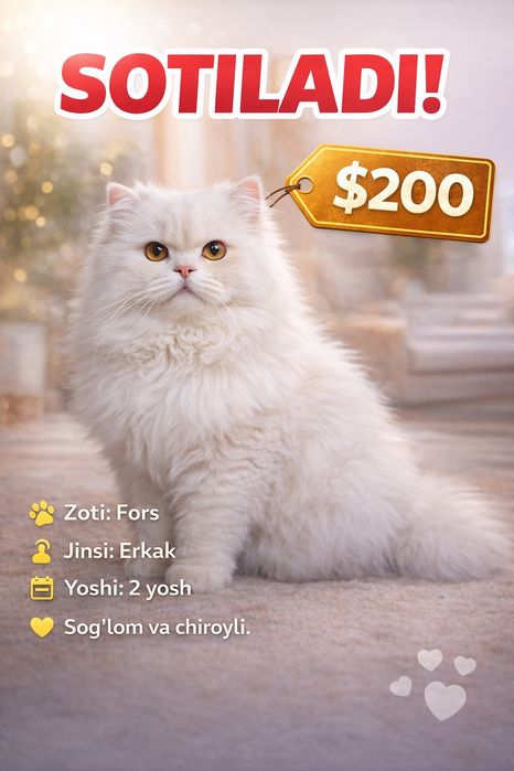 Fors mushugi toza zotli