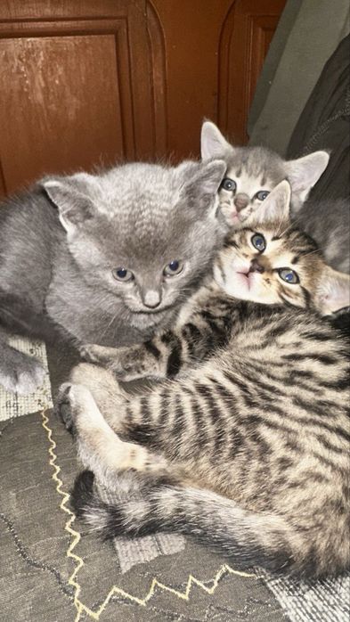 отдам котят в добрые руки