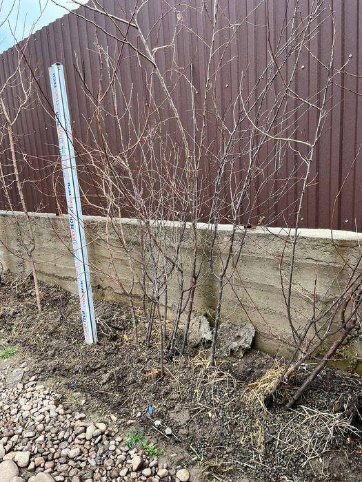 Жеміс ағашының көшеттері 3 жылдық