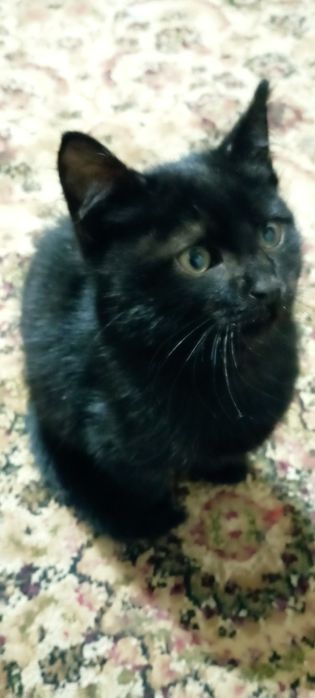 Пристраиваются котята в добрые руки