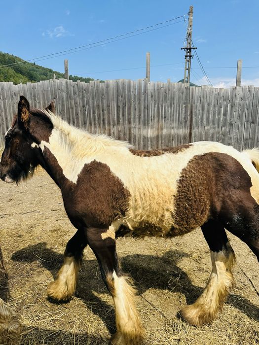 Vand mânz Gypsy Vanner