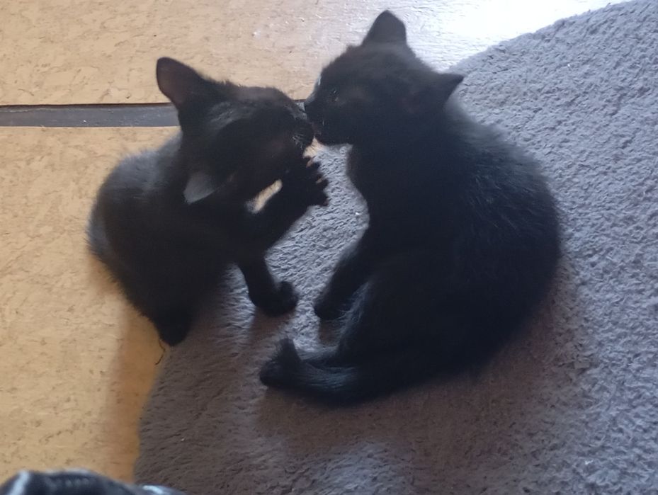 Отдам в добрые руки котят