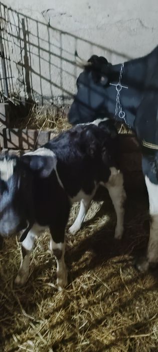 Vand Vițea din rasa buna de lapte