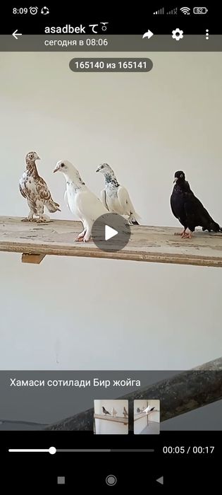 Сотилади кафтар уйинчи