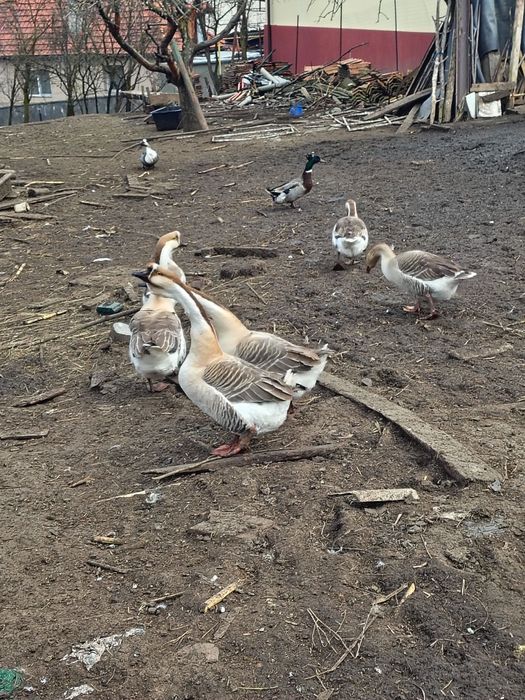 Disponibile oua pt. Incubat de gâsca și rată moțată.