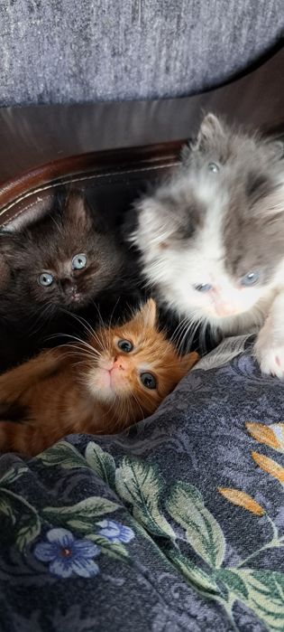 Отдам котёнка девочку