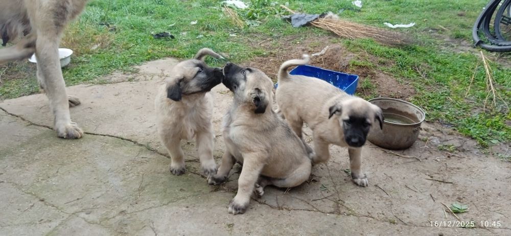 Продавам кучета кангал на два месеца  мъжки и женски  цена 180 лв брой