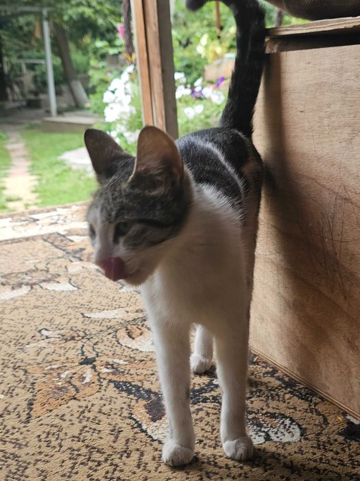 Отдам кошку и котят