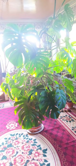 Манстера дамашни