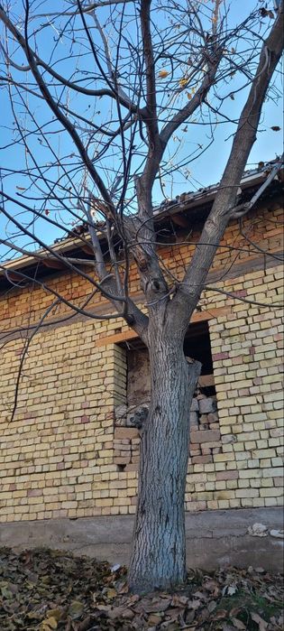 Yong‘oq daraxti sotiladi