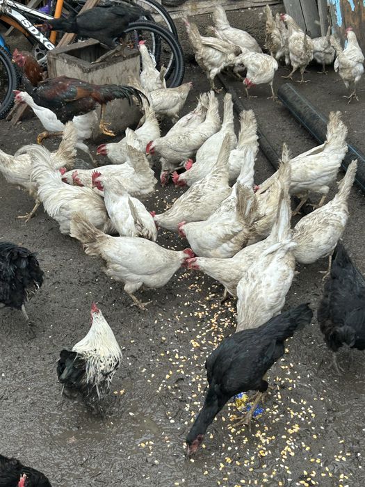 Срочно Продам кур несушки