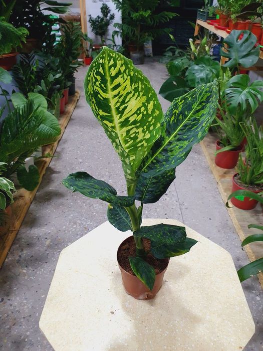 Diffenbahiya диффинбахия