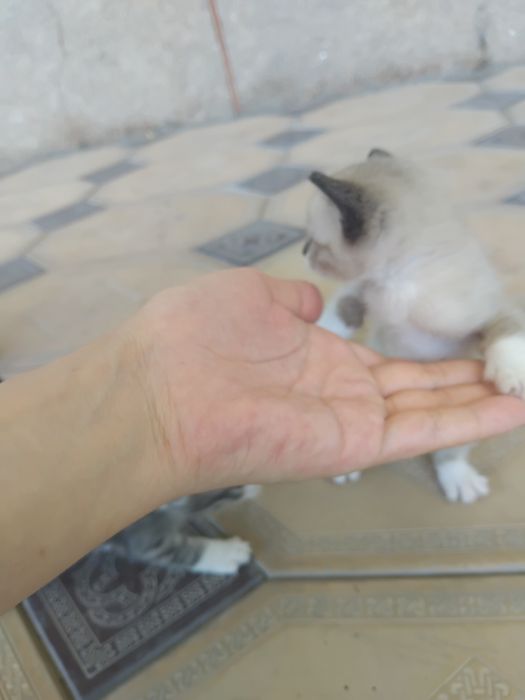 Котята в добрые руки