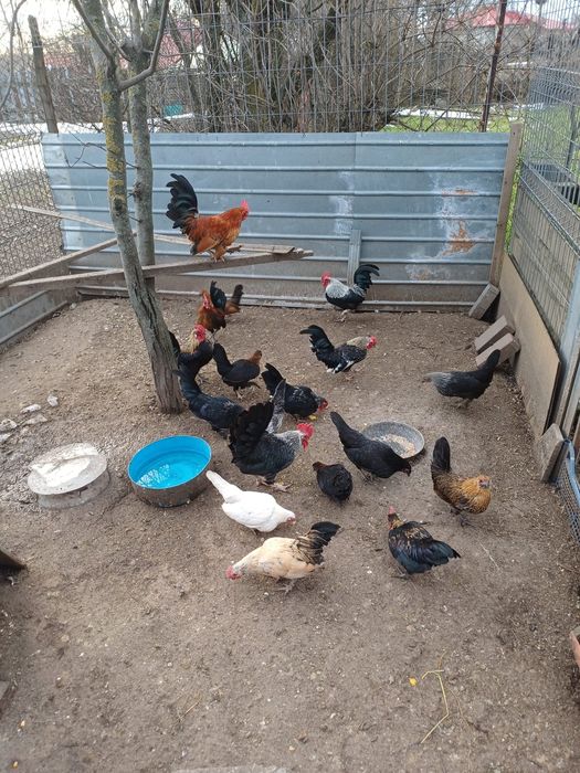 Vand gainuse + cocosi pitici