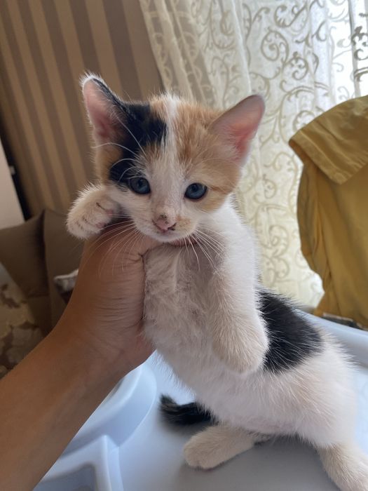 Отдам в добрые руки