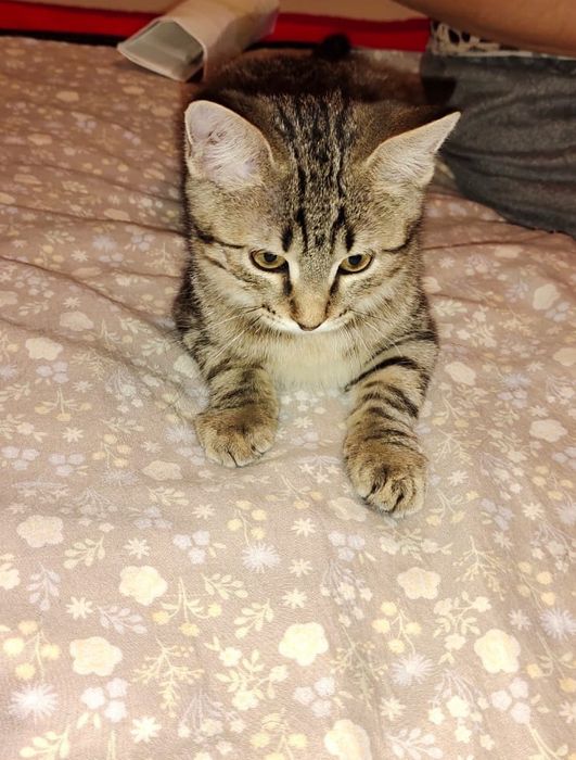 Котята в добрые, хорошие руки.