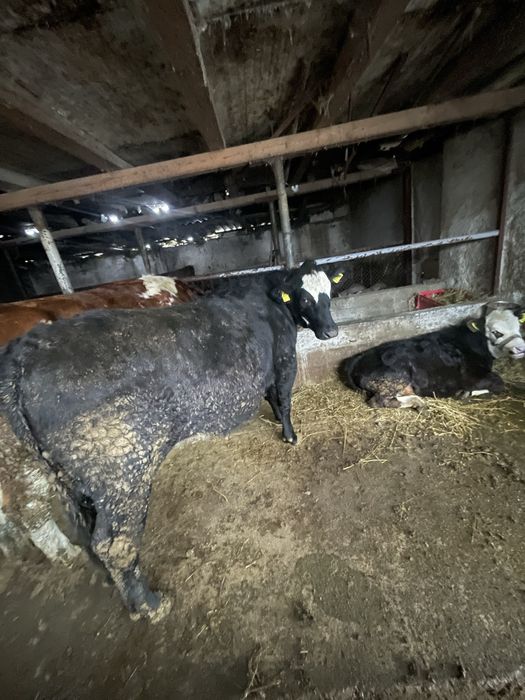 De vanzare junica angus