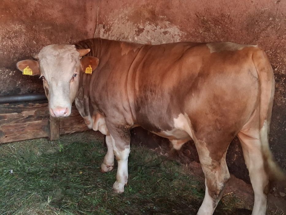 Vitel de vanzare Urgent
