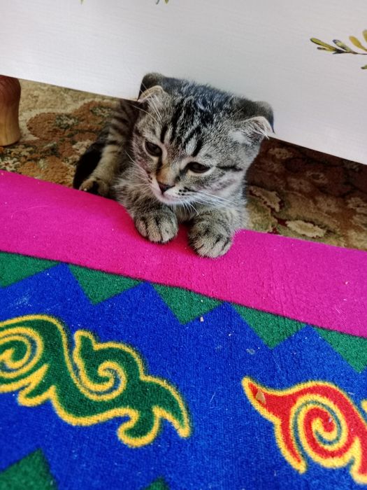 Шотланские кошка
