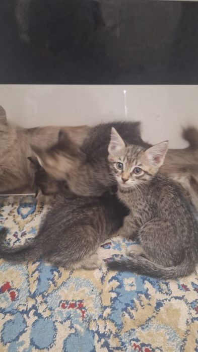 Кошки 4 шт цвета серый