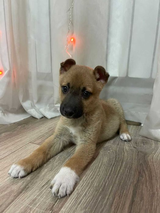 Щенок , возраст примерно месяц