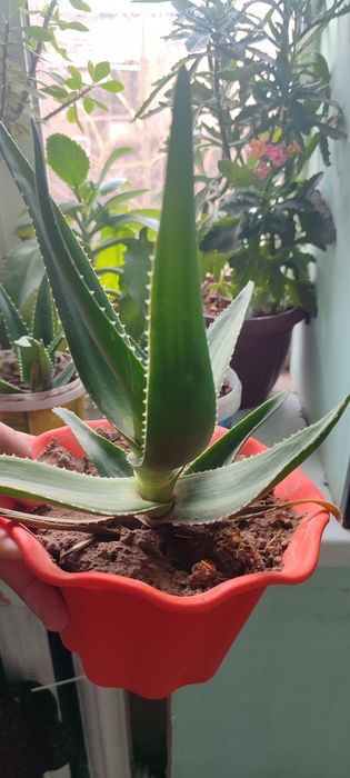 Алоэ гуллари сотилади.30 Минг сумдан 200  Минг сумгача