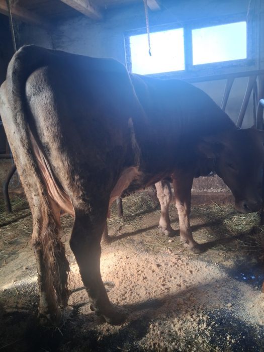 Vacă  cu vițel de vinzare