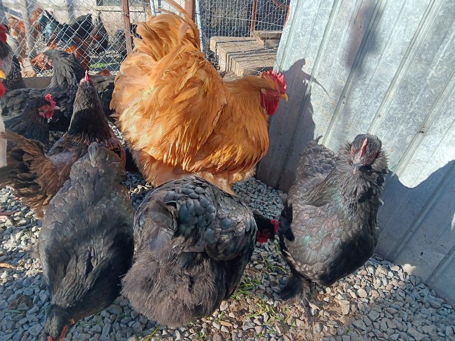 Oua pt incubat de la pasarile din imagini