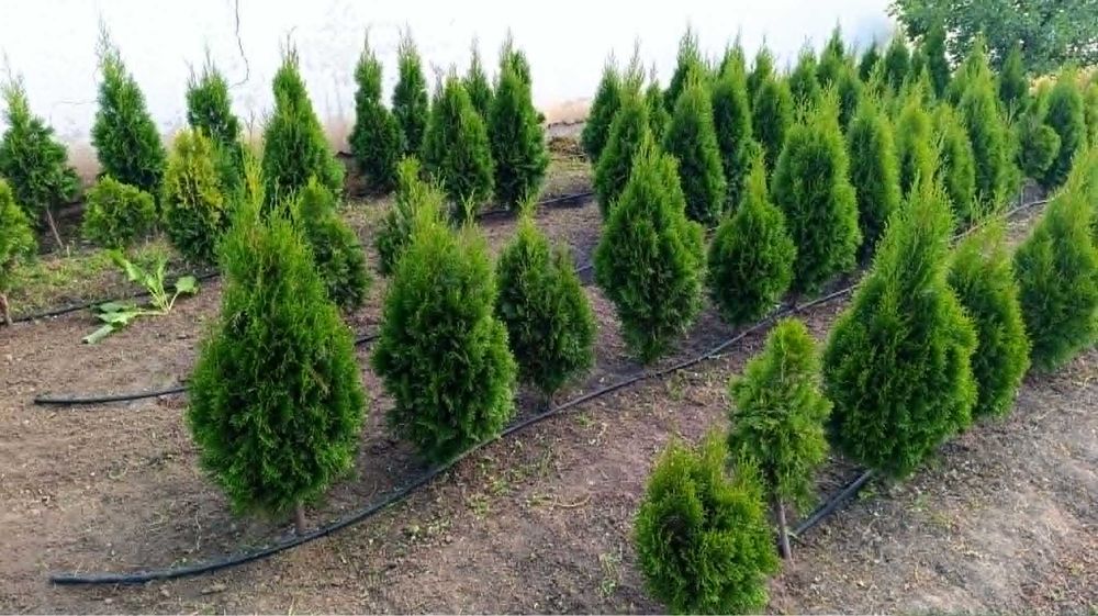 Западна туя Фастигиата / Thuja occidentalis Fastigiata