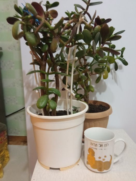 Продам комнатные цветы для лечения