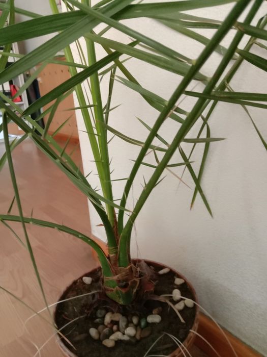 Продаю пальму финиковую.и фикус