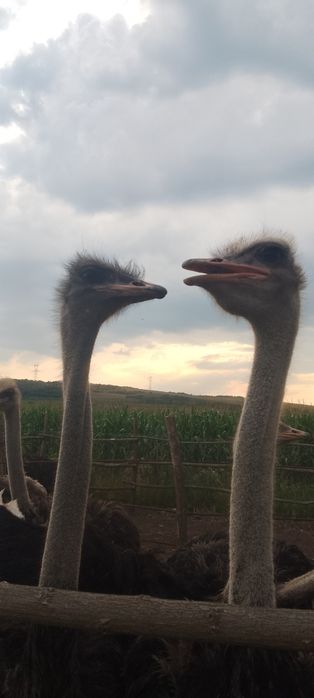 struți și familia de struți