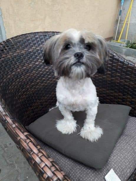 Frizer canin talie mică