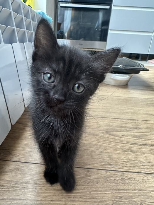 отдам котенка бесп