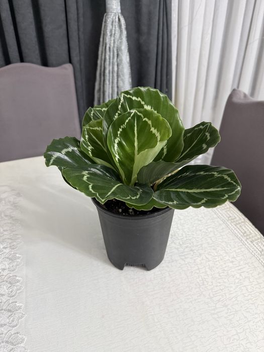 Калатея.   Растение