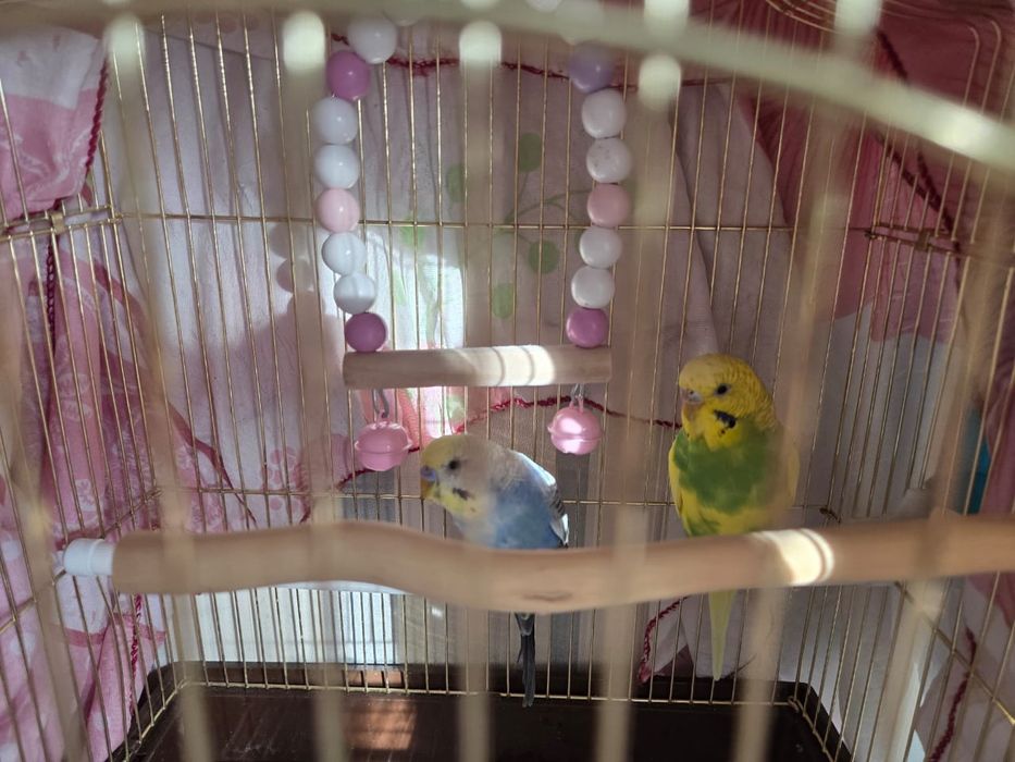 Папугай домашний