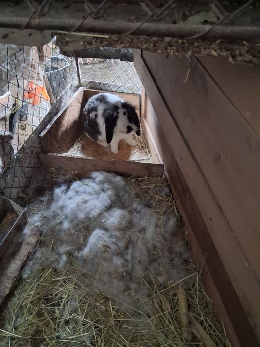 Vănd iepurași metiș rasă mijlocie spre mare,iepuroaicele mamă căntărec