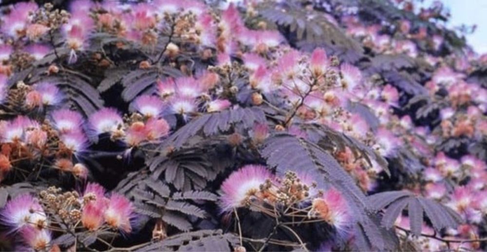 Albizia julibrissin Summer Chocolate