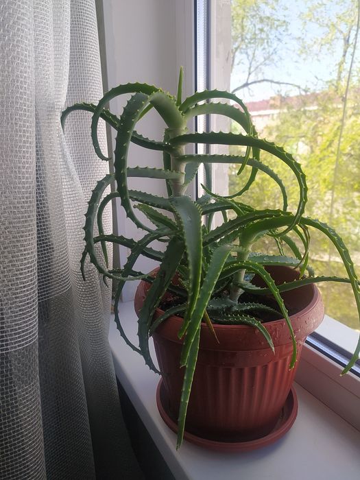 Цветок Столетник