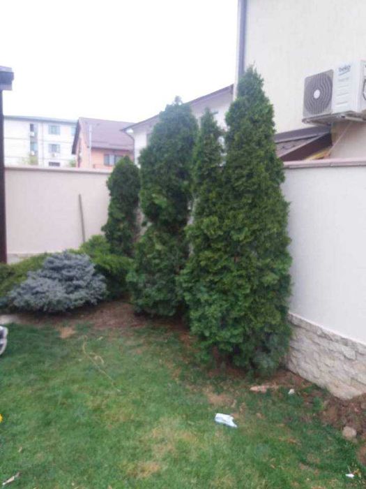 Amenajare si intretinere grădini, toaletare pomi fructiferi!