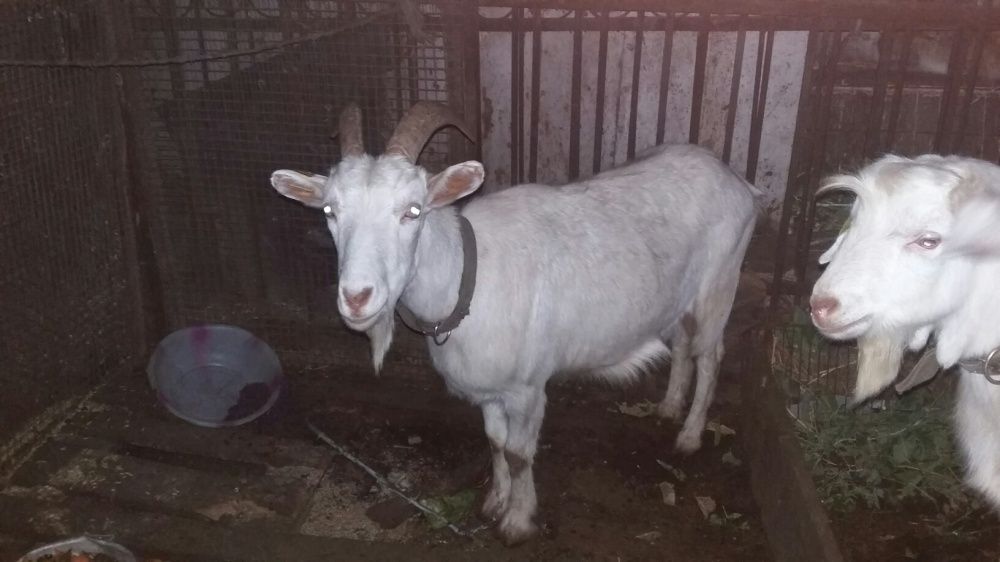 Коз  зааненских!