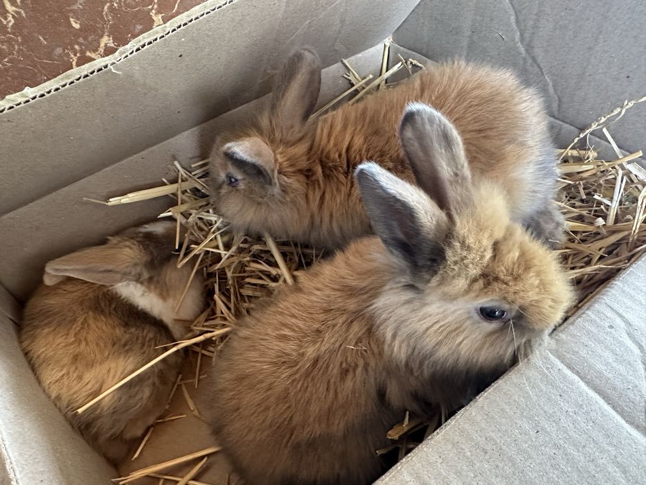 Кролики (QUYON))