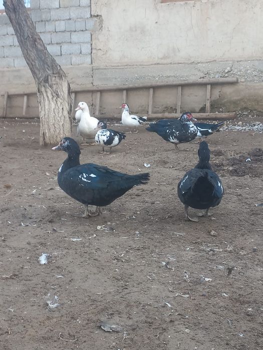 Продается индоутки самка,самец