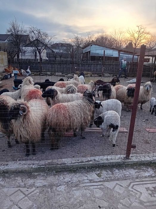 De vanzare 13 oi   fatate cu un miel fiecare