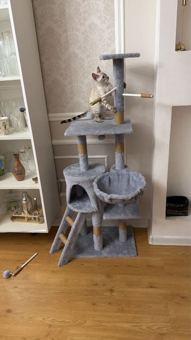 Кошка породы Бенгал