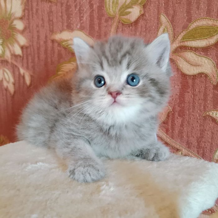 Роскошные девочки Скоттиш фолд Страйт