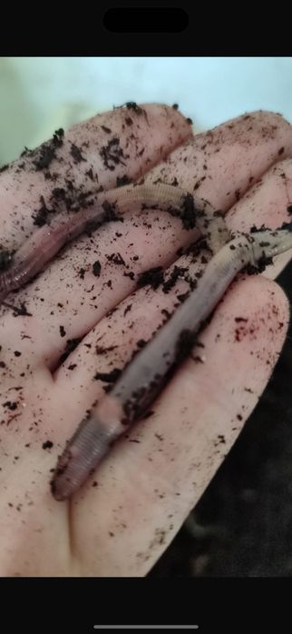 Черви  дендробена Шымкент