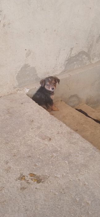 Отдам даром щенят
