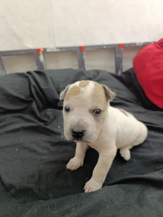 Продам щенков,Стаффорд с питом