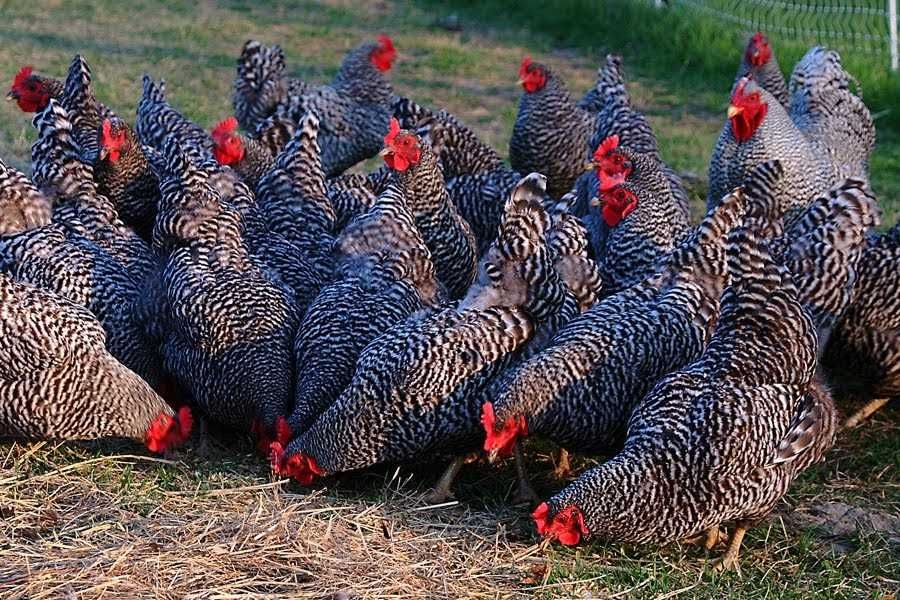 Инкубасинний яйцо